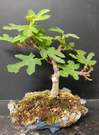 Bonsái Higuera Ficus