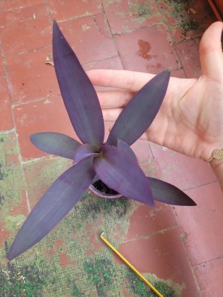 Planta morada maceta