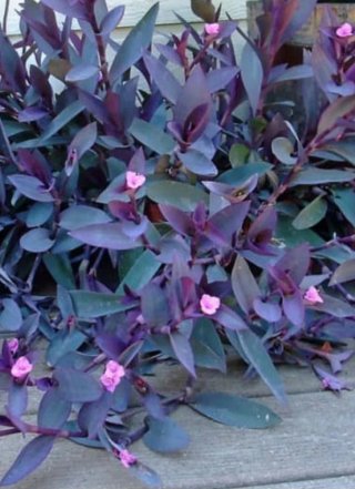 Planta morada maceta