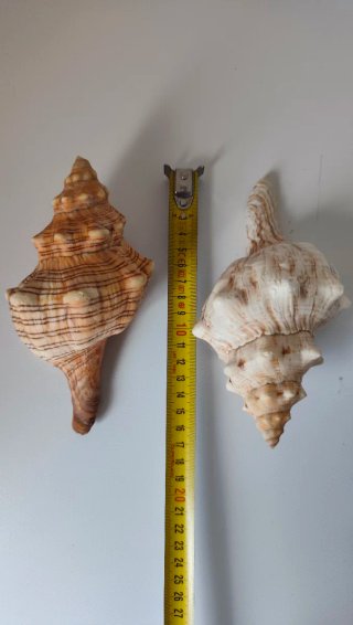 2 Conchas Decorativas