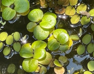 30 plantas flotantes Limnobium (con regalo)