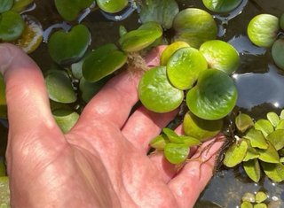 30 plantas flotantes Limnobium (con regalo)