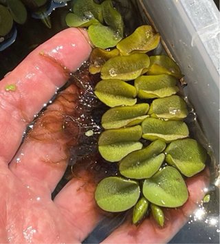 30 plantas flotantes Limnobium (con regalo)