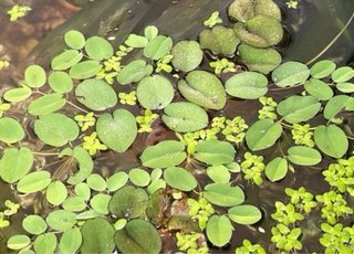 30 plantas flotantes Limnobium (con regalo)