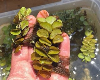 30 plantas flotantes Limnobium (con regalo)