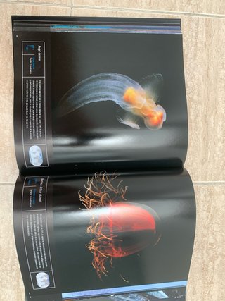 Océano vivo viaje a las profundidades