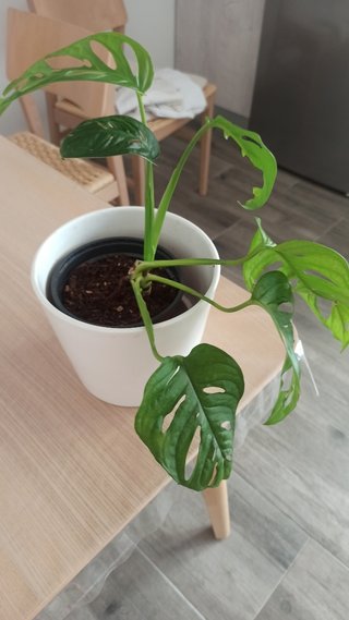 Monstera Monkey Mask Planta