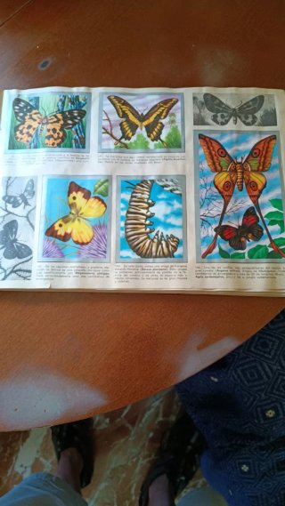 Album Maga Animali e Minerali