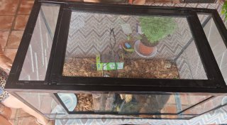 Terrario para reptiles negro/transparente