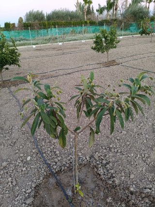 Parcela