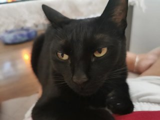 Cuidadora de mascotas