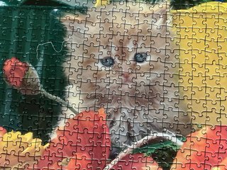 Puzzle 1000 Piezas Gatitos y Ovillo