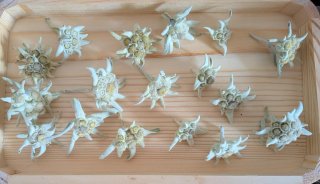 Edelweiss preservadas