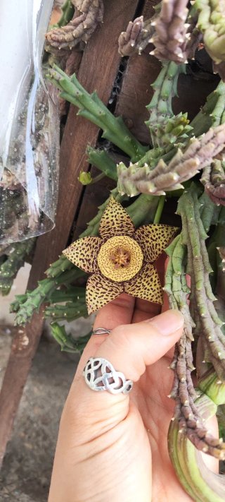 Stapelia variegata