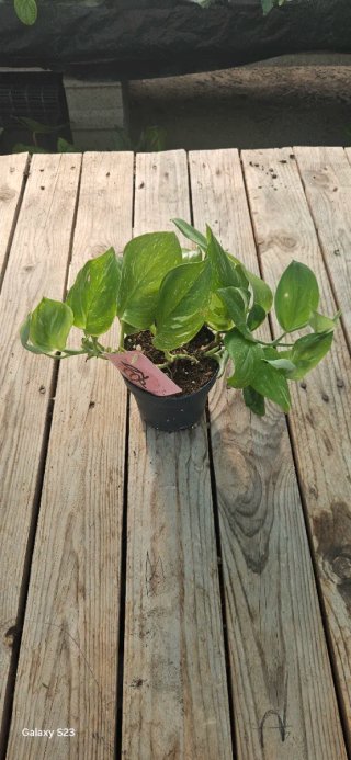 Scindapsus Rubicon