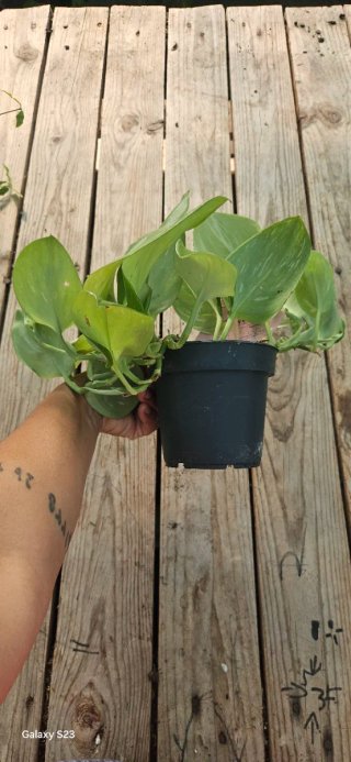Scindapsus Rubicon
