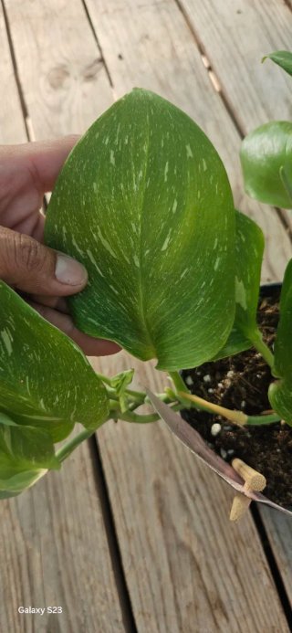 Scindapsus Rubicon