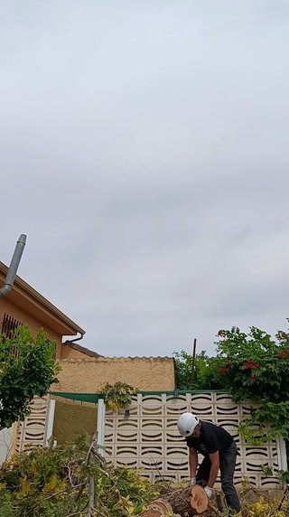 Servicio de poda de árboles en Guadalajara y Madri