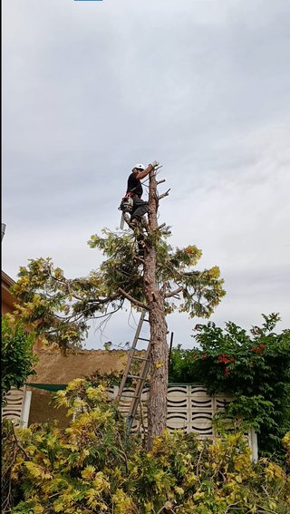 podar árbol en Guadalajara