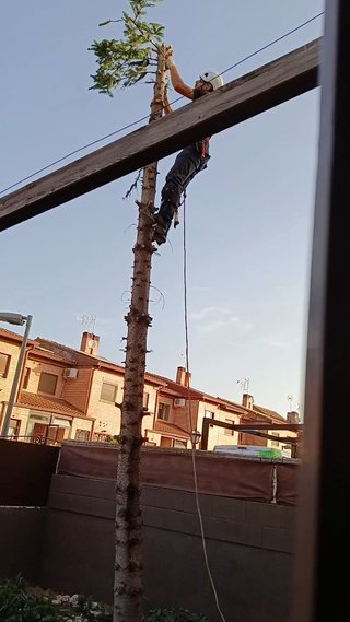 poda de árboles en Guadalajara