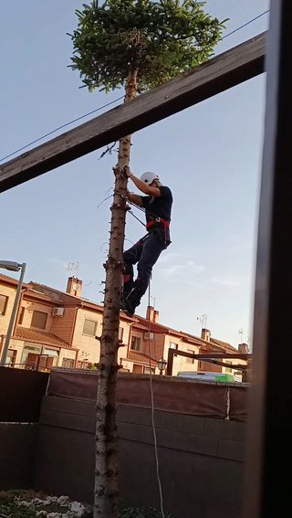 poda de árboles en Guadalajara