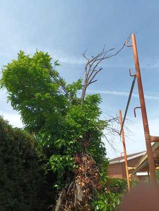 Podar árbol en Guadalajara