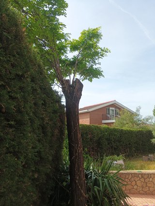 Podar árbol en Guadalajara