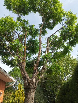 Podar árbol en Guadalajara