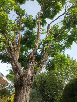 Podar árbol en Guadalajara