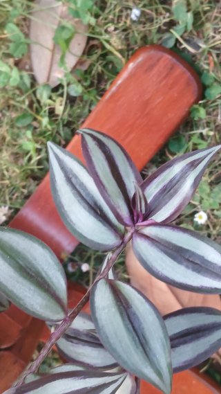 Tradescantia Zebrina y Fluminensis