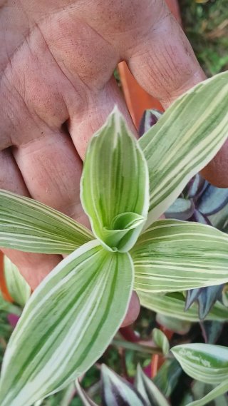 Tradescantia Zebrina y Fluminensis