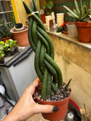 Sansevieria Cilindrica Trenzada