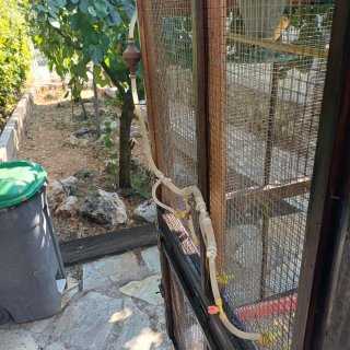 Voladera Jaula para pájaros de madera