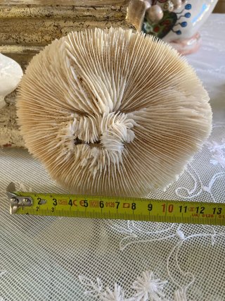 Corallo fossile