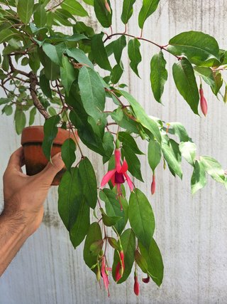 Bonsai Fúcsia