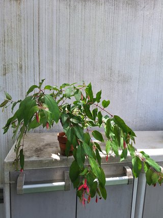 Bonsai Fúcsia
