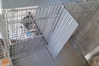 Jaulas RSL Cria 40cm