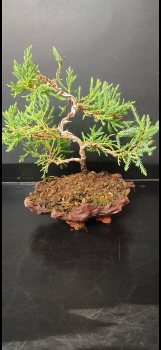 Bonsái  Cupressus Leylandii