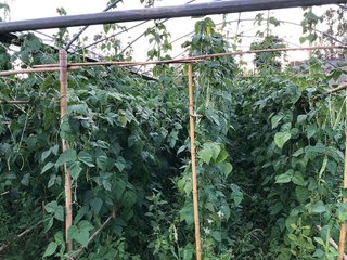 Terreno en venta en Meis