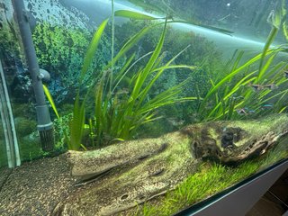 Acuario Optiwhite 240L + Eheim profesional 4