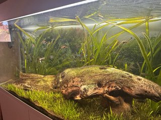 Acuario Optiwhite 240L + Eheim profesional 4