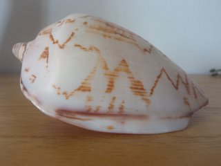 Caracola decorativa con diseño marrón