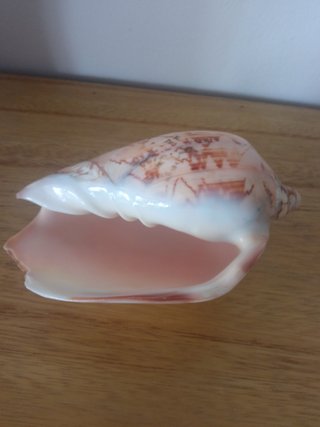 Caracola decorativa con diseño marrón