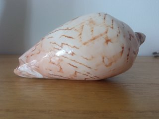 Caracola decorativa con diseño marrón