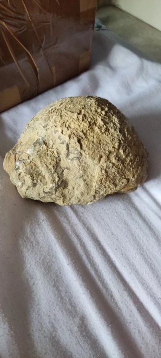 Fósiles de caracolas