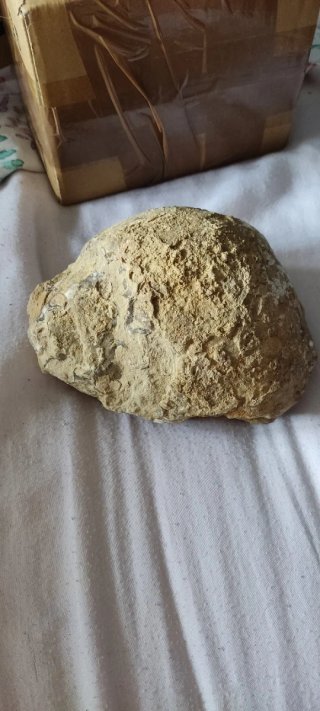 Fósiles de caracolas