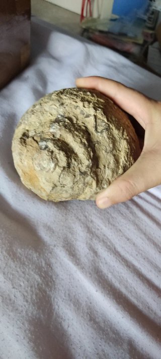 Fósiles de caracolas