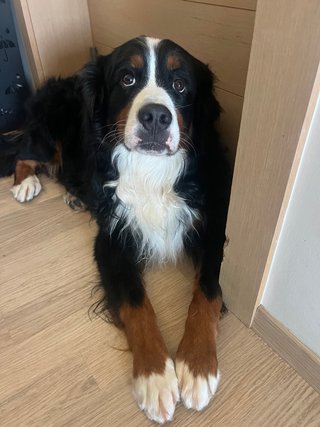 Cuido su mascota viajará tranquila