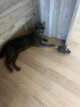 Cuido su mascota viajará tranquila