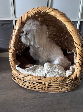Cama para perro tipo cesta